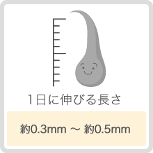 1日に伸びる長さ 約0.3mm～約0.5mm