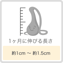 1ヶ月に伸びる長さ 約1cm～約1.5cm