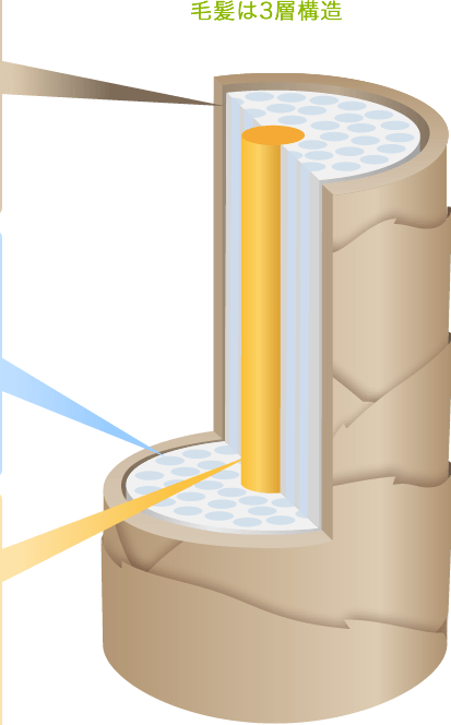 イラスト：毛髪は3層構造