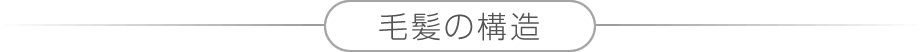 毛髪の構造