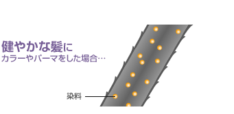 イラスト：健やかな髪に カラーやパーマをした場合…