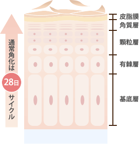 イラスト：通常角化は28日サイクル