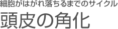 細胞がはがれ落ちるまでのサイクル 頭皮の角化