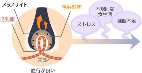 イラスト：血行が良い状態