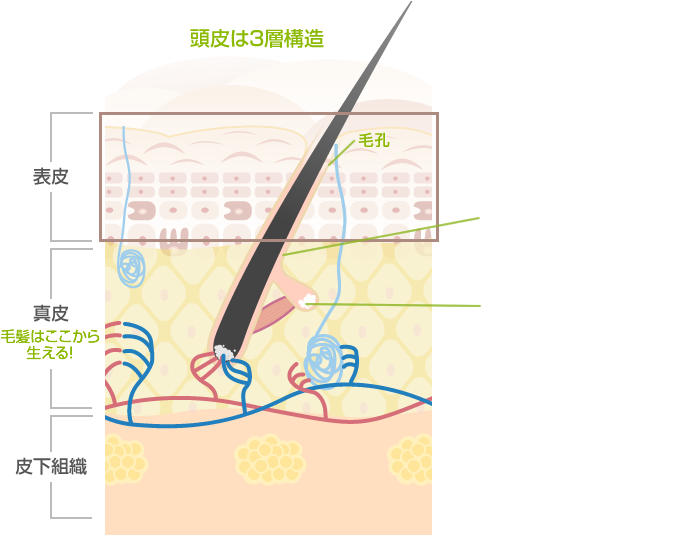 イラスト：頭皮は3層構造