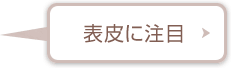 表皮に注目