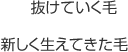 抜けていく毛、新しく生えてきた毛