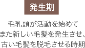 「発生期」毛乳頭が活動を始めてまた新しい毛髪を発生させ、古い毛髪を脱毛させる時期