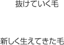 抜けていく毛、新しく生えてきた毛